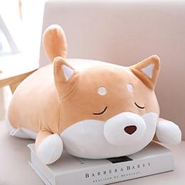 Chubby Shiba Inu